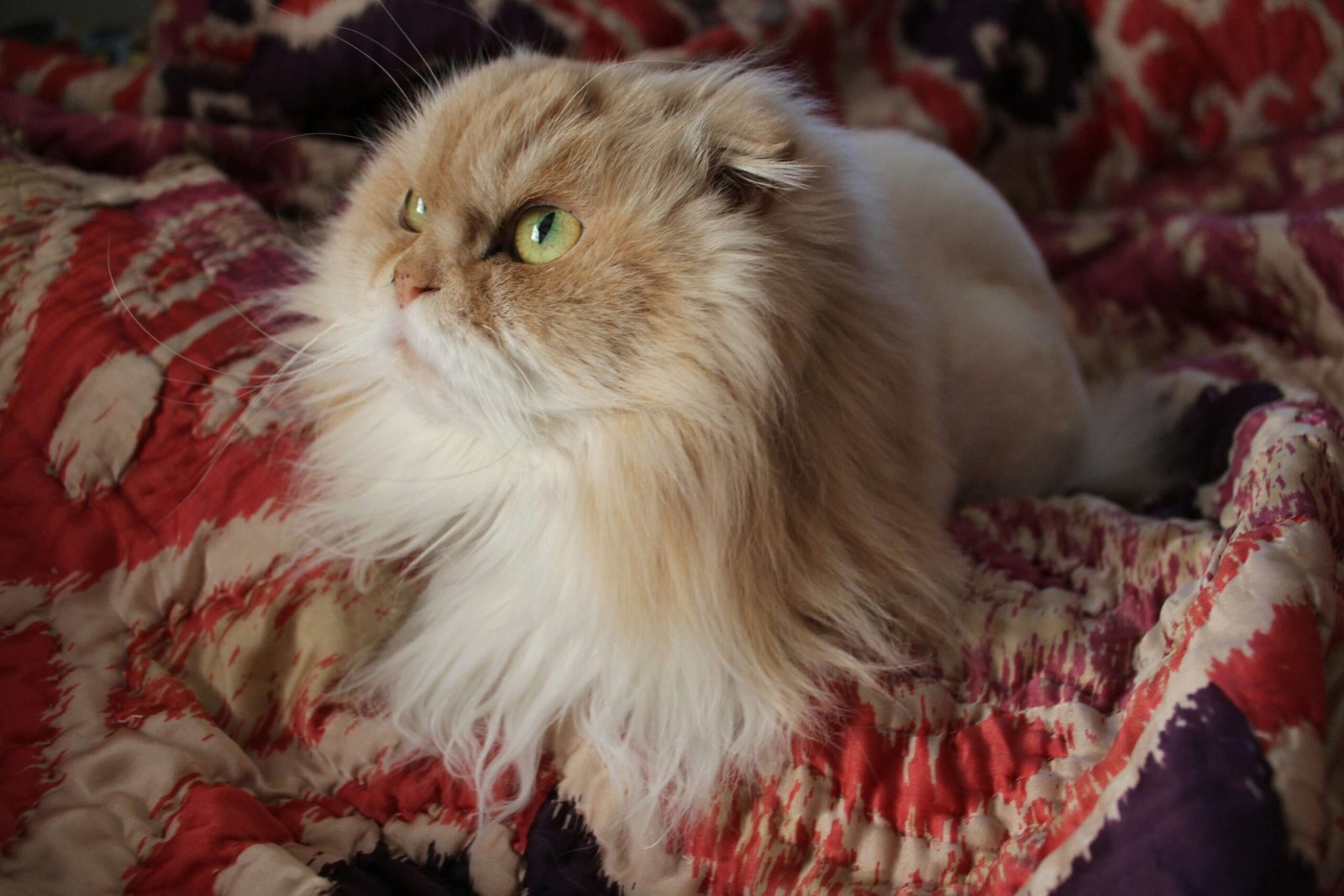 Why Does My Cat Watch Me Sleep? Best 7 Behavior Tips!