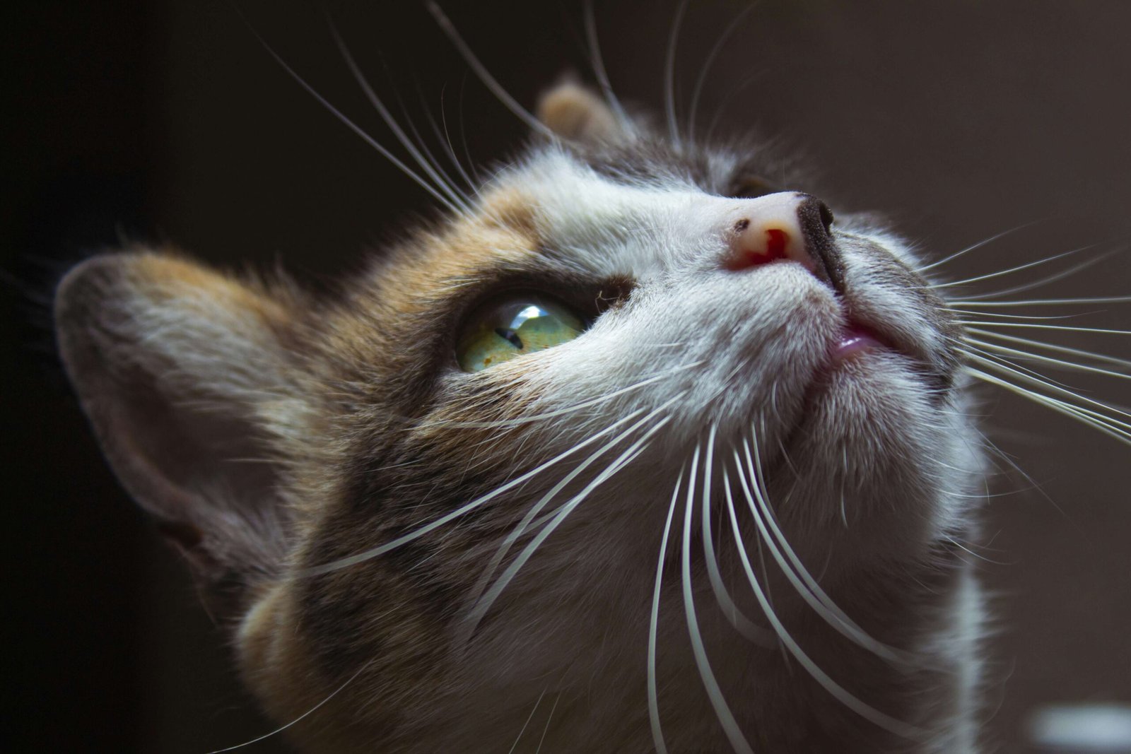 Can Cats Eat Apples? Best 7 Expert Tips!