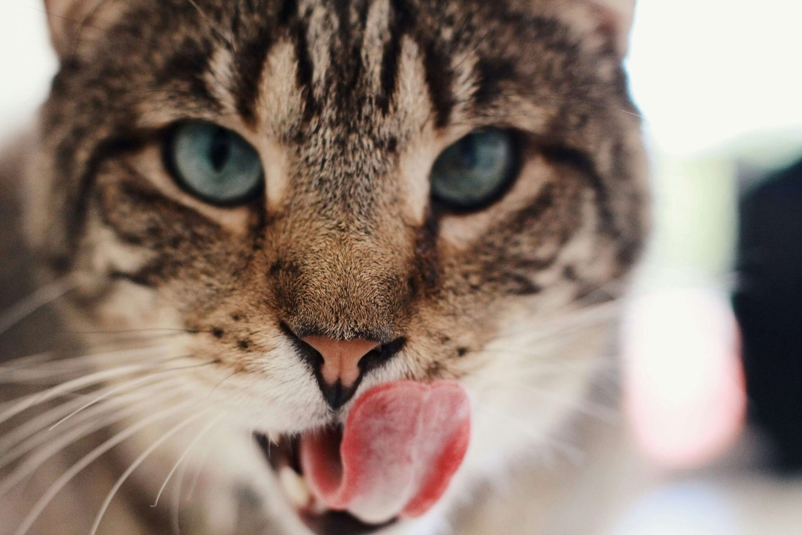 Why Your Cat Hisses at Other Cats After a Vet Visit: Best 7 Tips