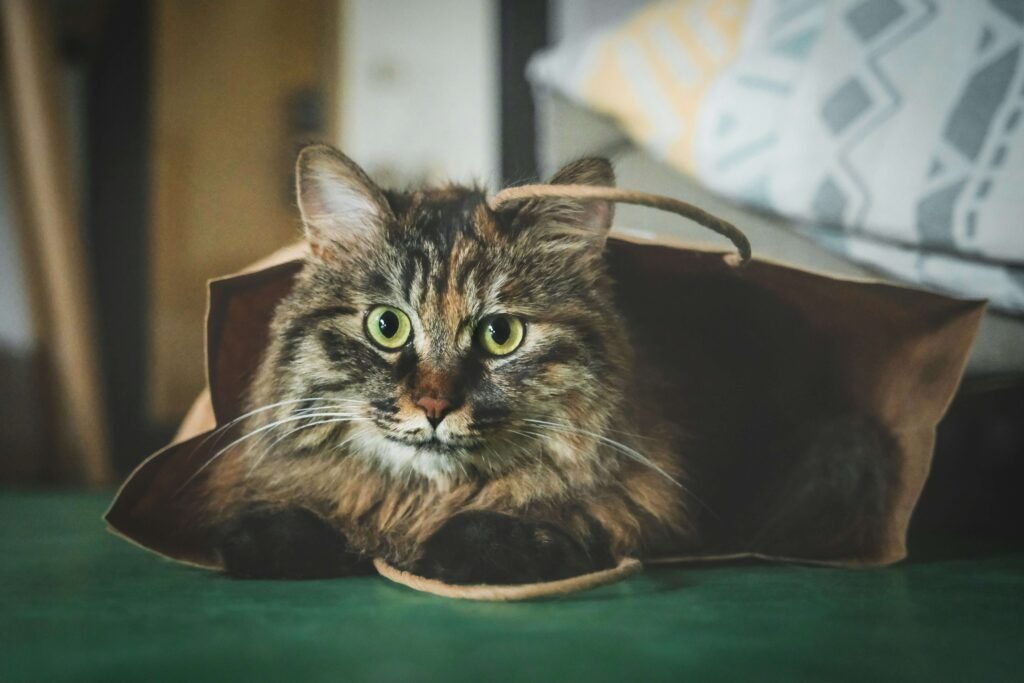 How to Win a Cats Heart: Best 7 Expert Tips!