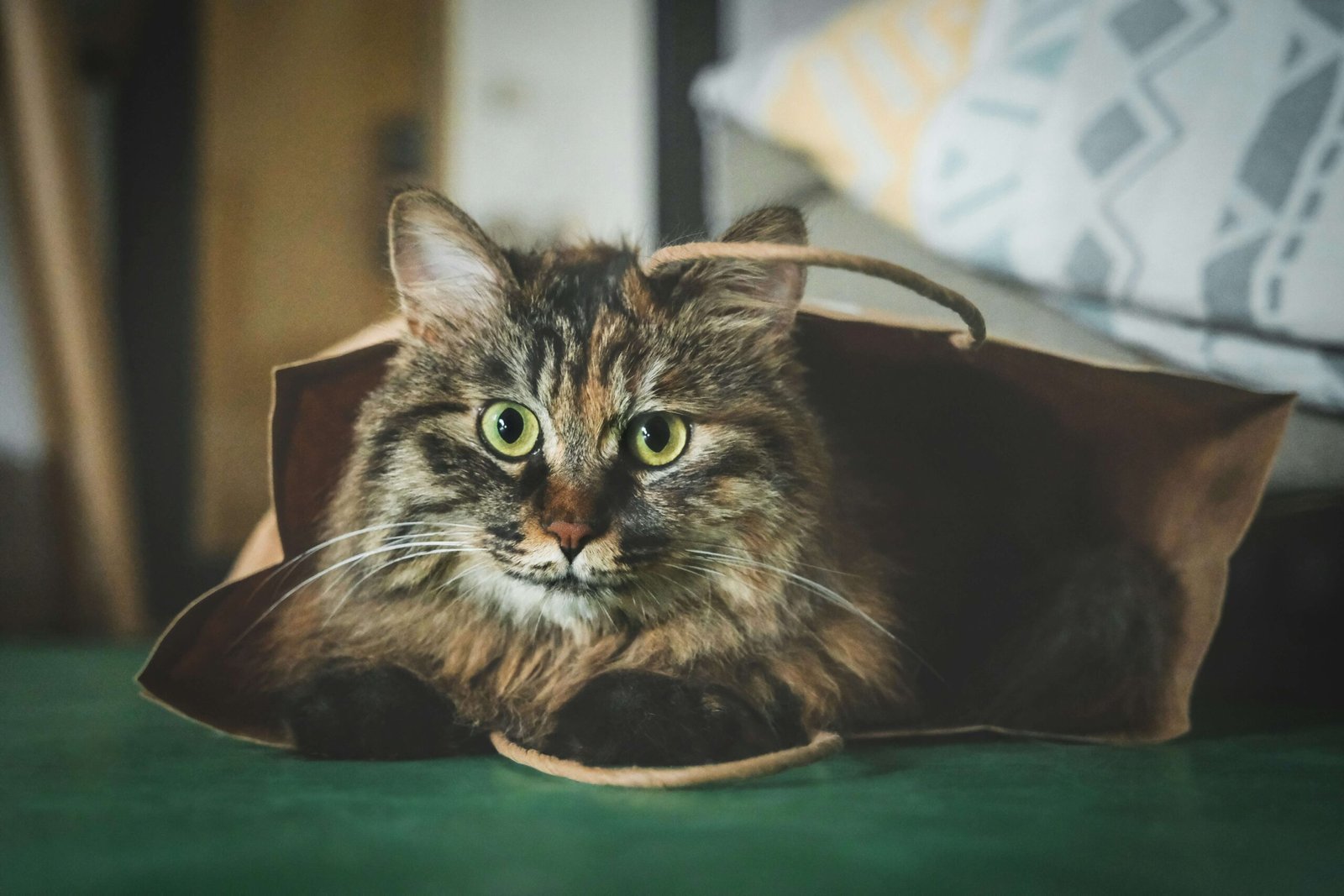 How to Win a Cats Heart: Best 7 Expert Tips!