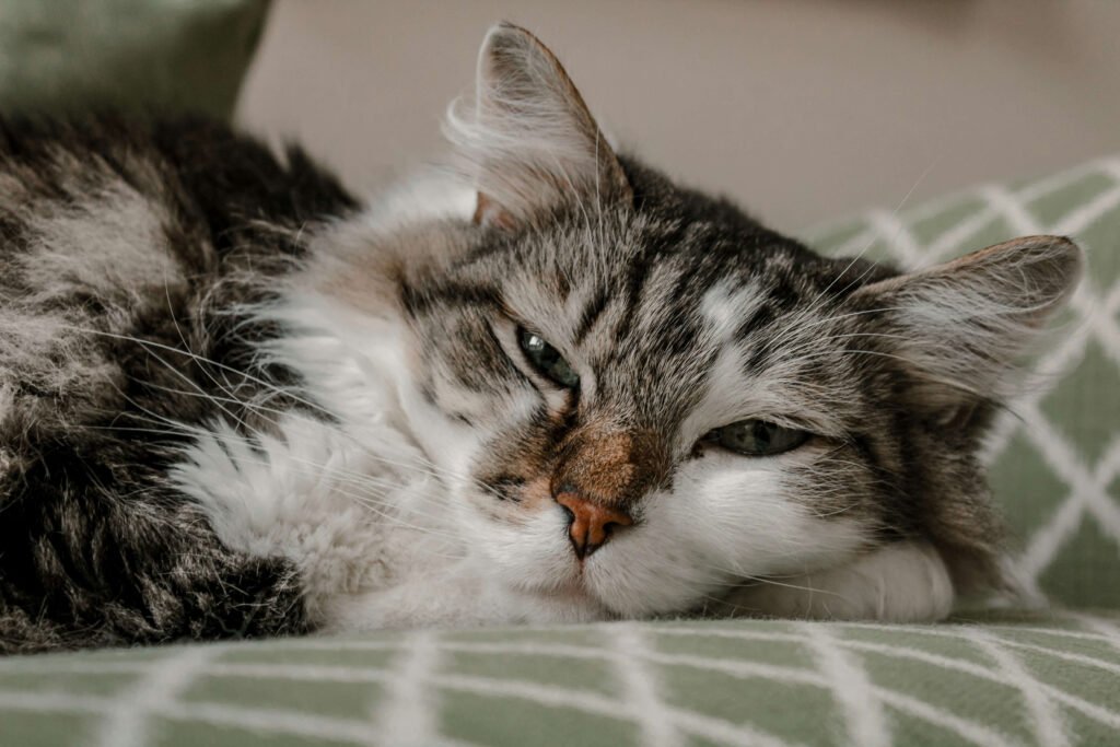 Do Cat Whiskers Grow Back? Best 7 Expert Tips!