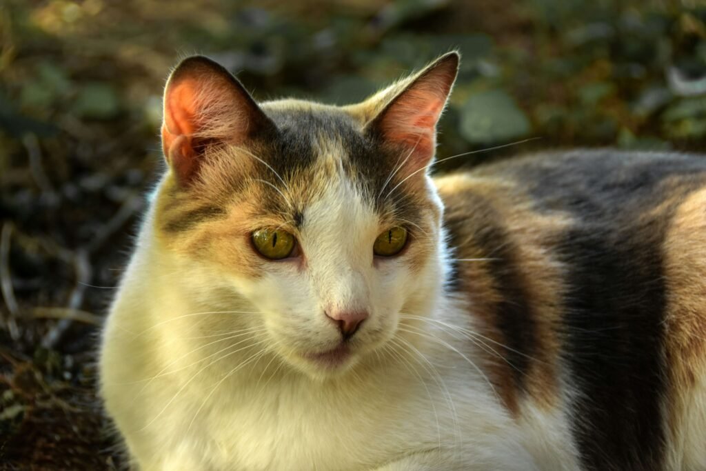 Cat-Safe Herbs: Best 7 Health Tips!