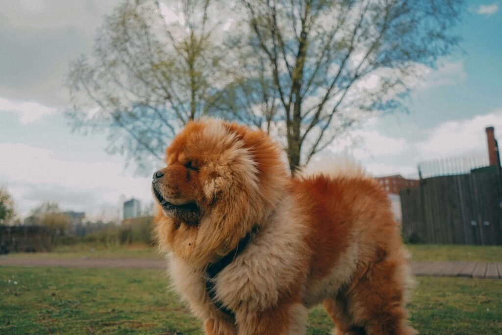 Big Chinese Dog Breeds: Best 7 Expert Tips!