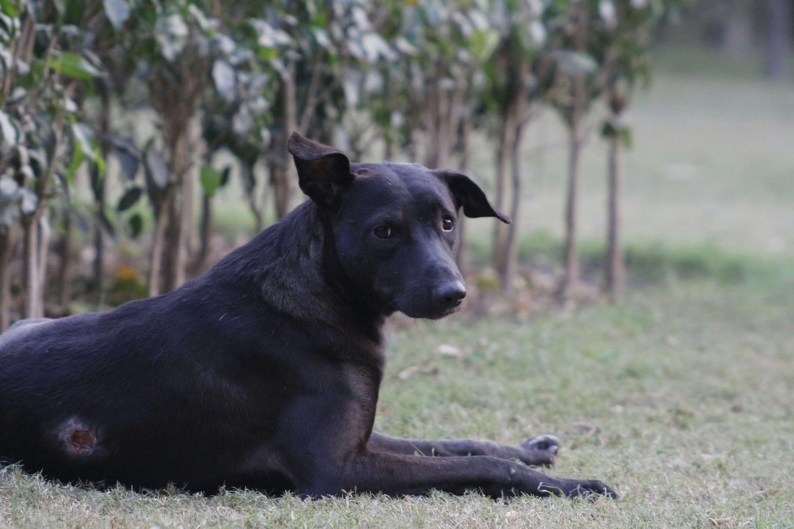 What Happens When a Dog Lipoma Bursts: Best 7 Health Tips!
