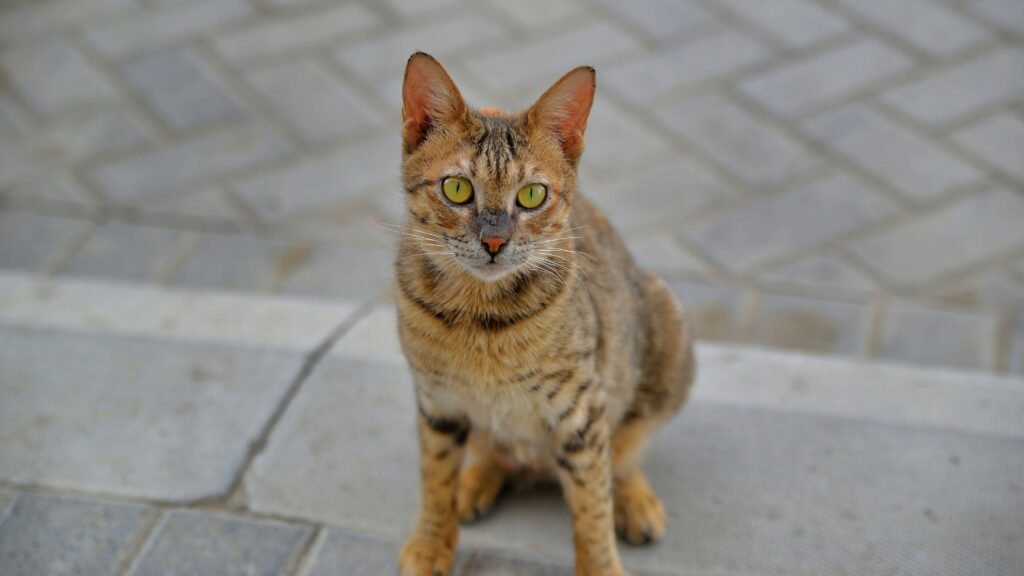 Ashera Cat Price: Best 7 Expert Tips!