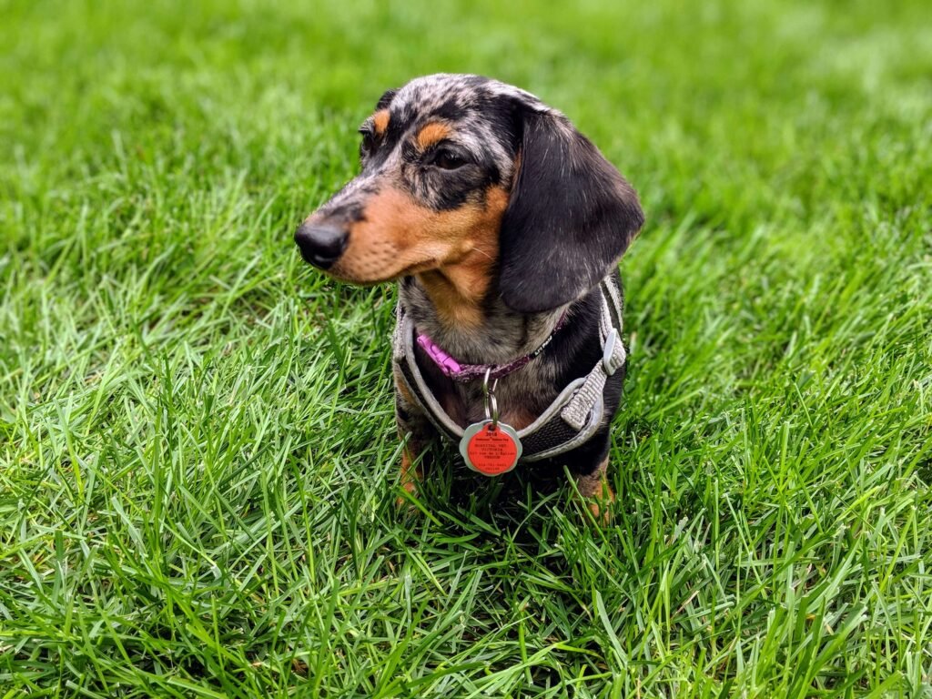 How Much Does a Wiener Dog Cost? Best 7 Expert Tips!