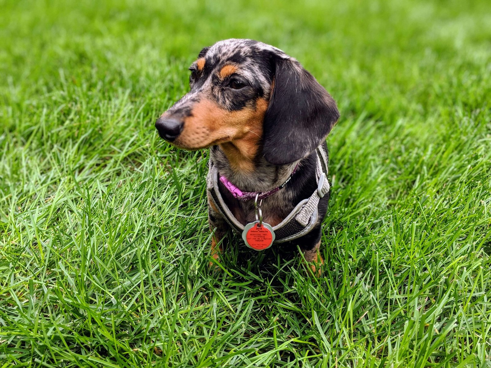 How Much Does a Wiener Dog Cost? Best 7 Expert Tips!