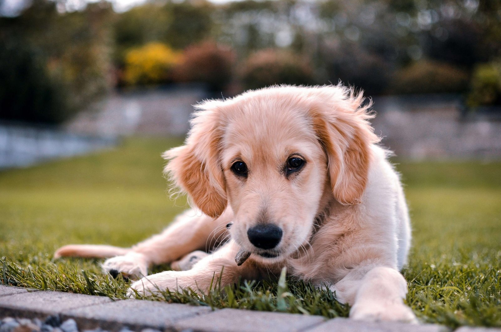 How to Crate Train a Rescue Dog: Best 7 Expert Tips!