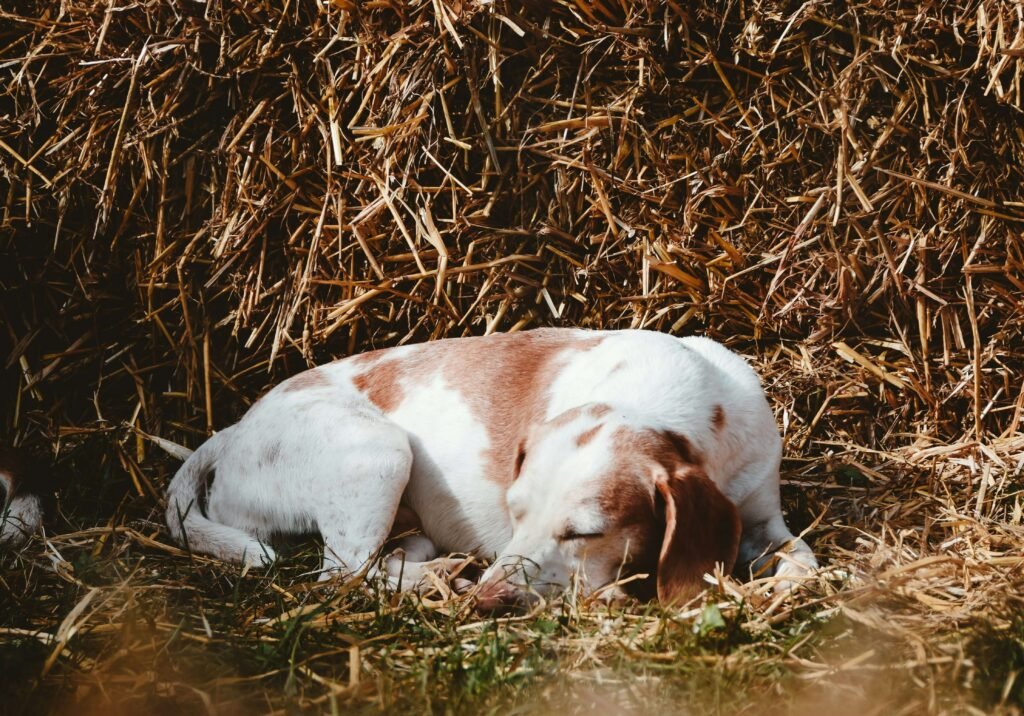 External Female Dog Urinary Anatomy: Best 7 Expert Tips!