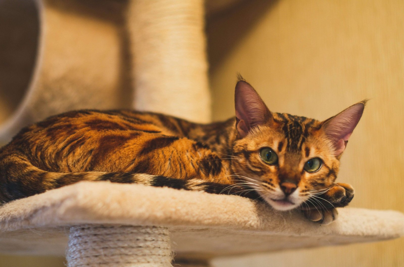 Male Cat Before and After Neutering: Best 7 Health Tips!