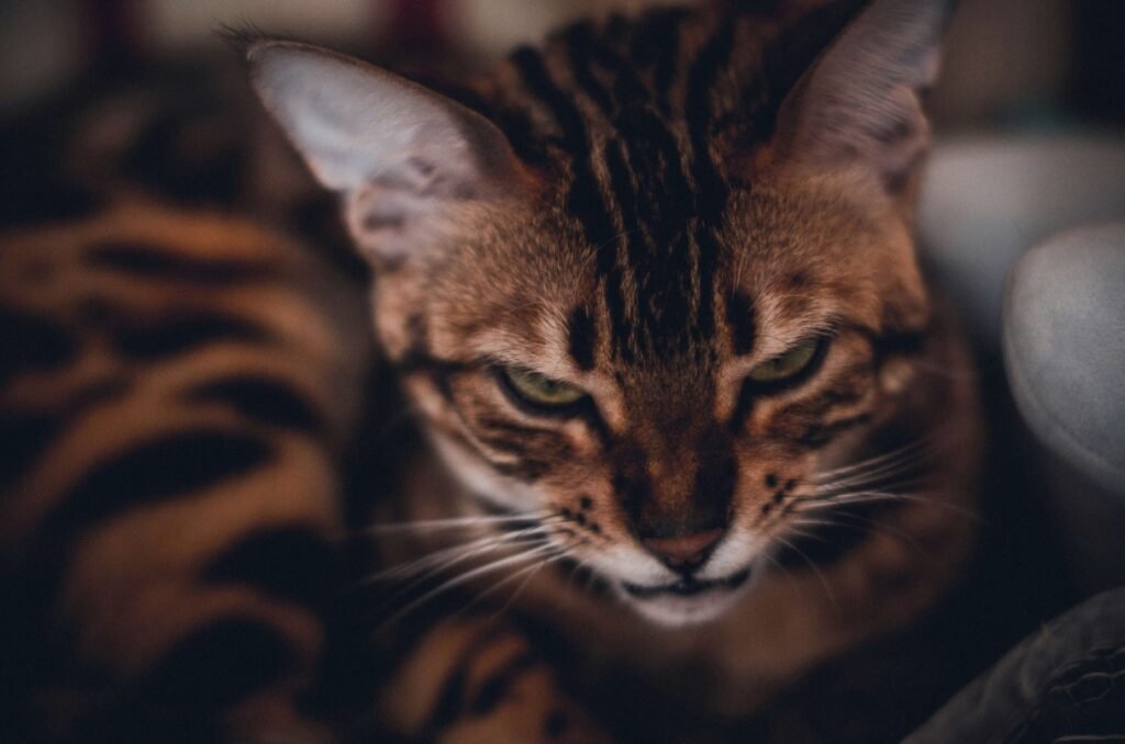 The Role of Cat Sedatives for Travel: Best 7 Expert Tips!
