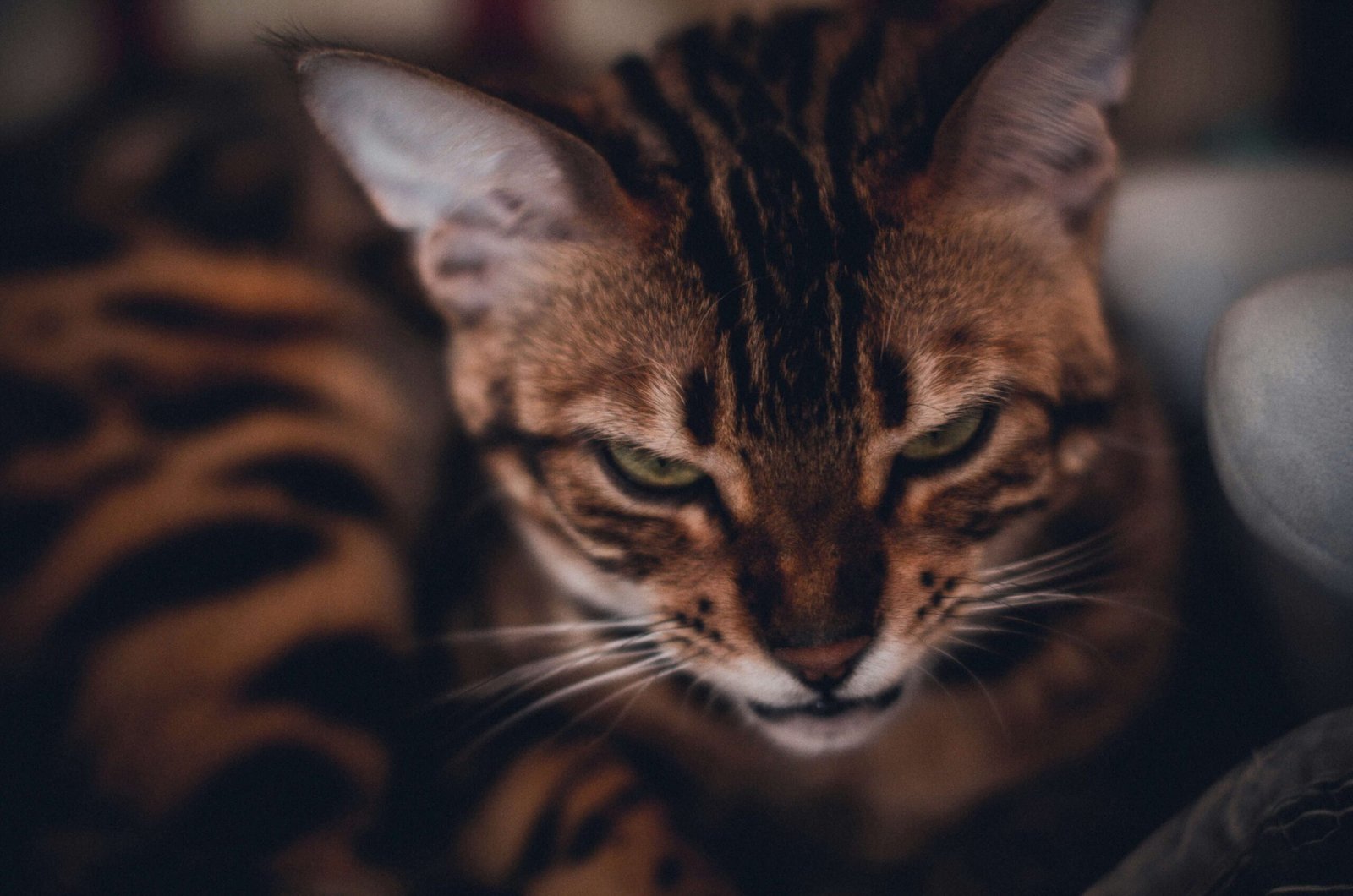 The Role of Cat Sedatives for Travel: Best 7 Expert Tips!