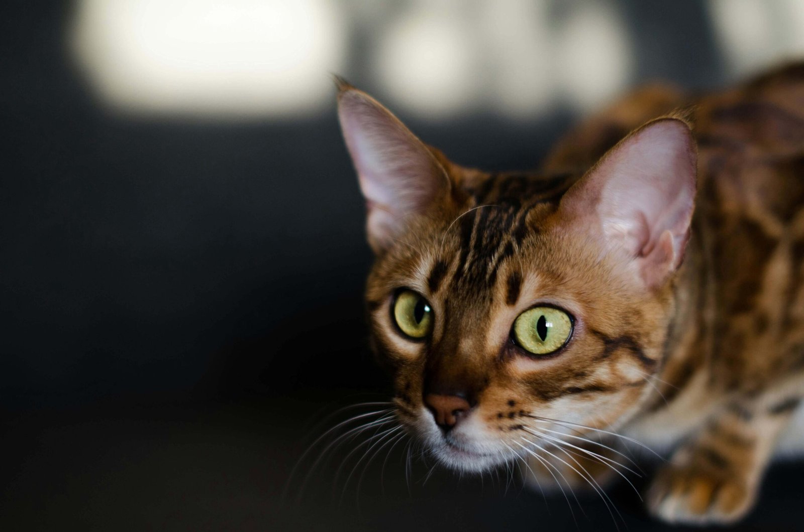 When Is It Too Late to Neuter a Cat? Best 7 Expert Tips!