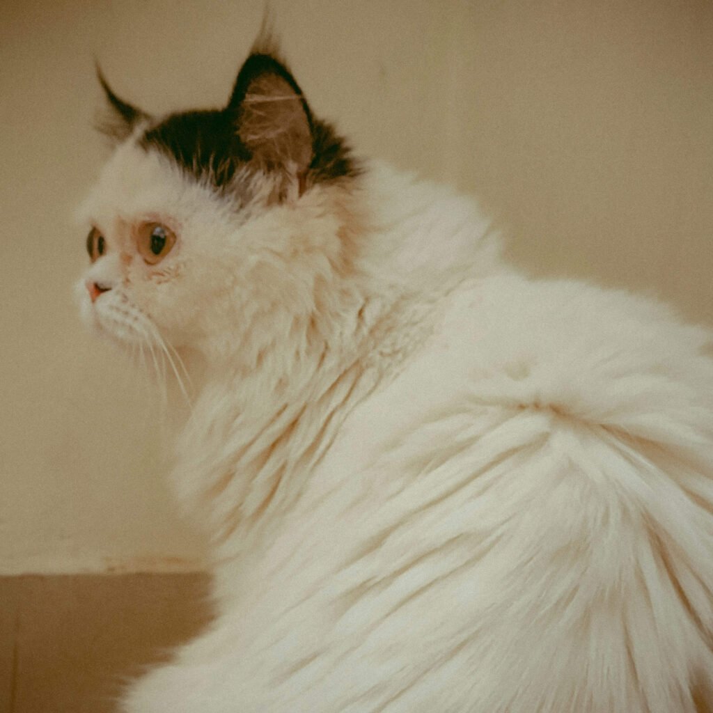 The Enchanting World of Tuxedo Ragdoll Cats: Best 7 Tips!