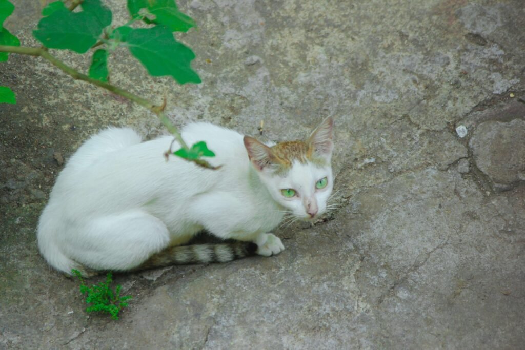 Why Do Cats Run After They Poop? Best 7 Behavior Tips!
