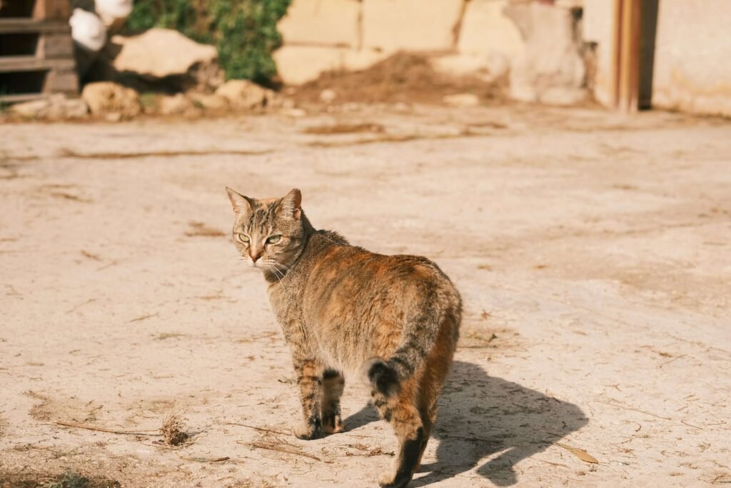Nature-Inspired Cat Names: Best 7 Expert Tips!