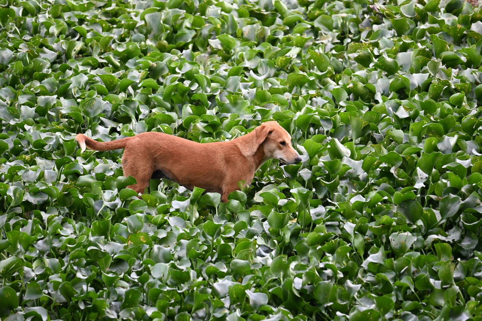 How Often Should I Take My Dog to the Vet? Best 7 Tips!