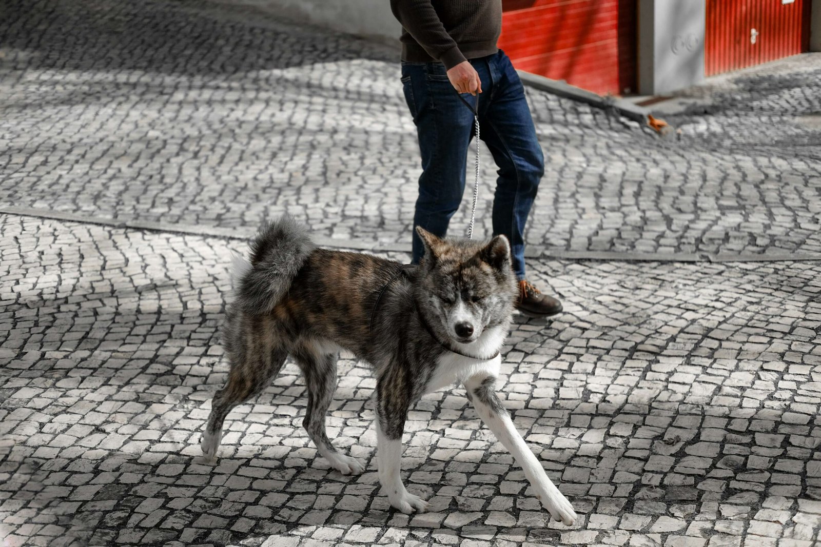 Does Spaying Calm a Dog Down? Best 7 Expert Tips!