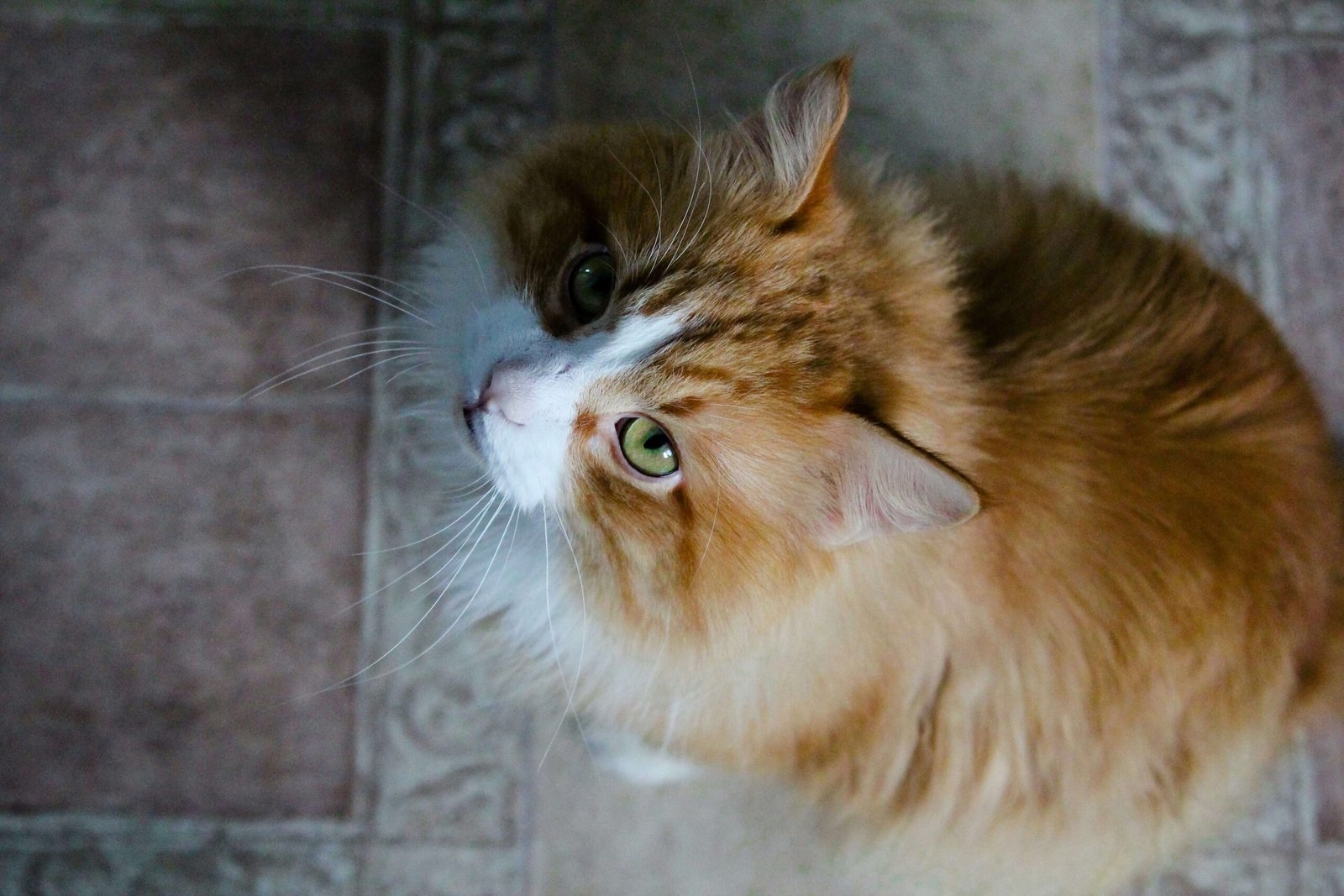 Cat Wheezing While Sleeping: Best 7 Expert Tips!