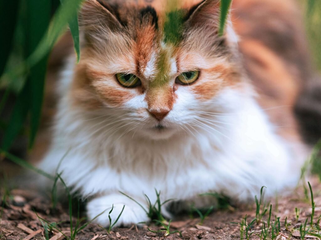 Popular Cat Breeds: Best 7 Expert Tips!