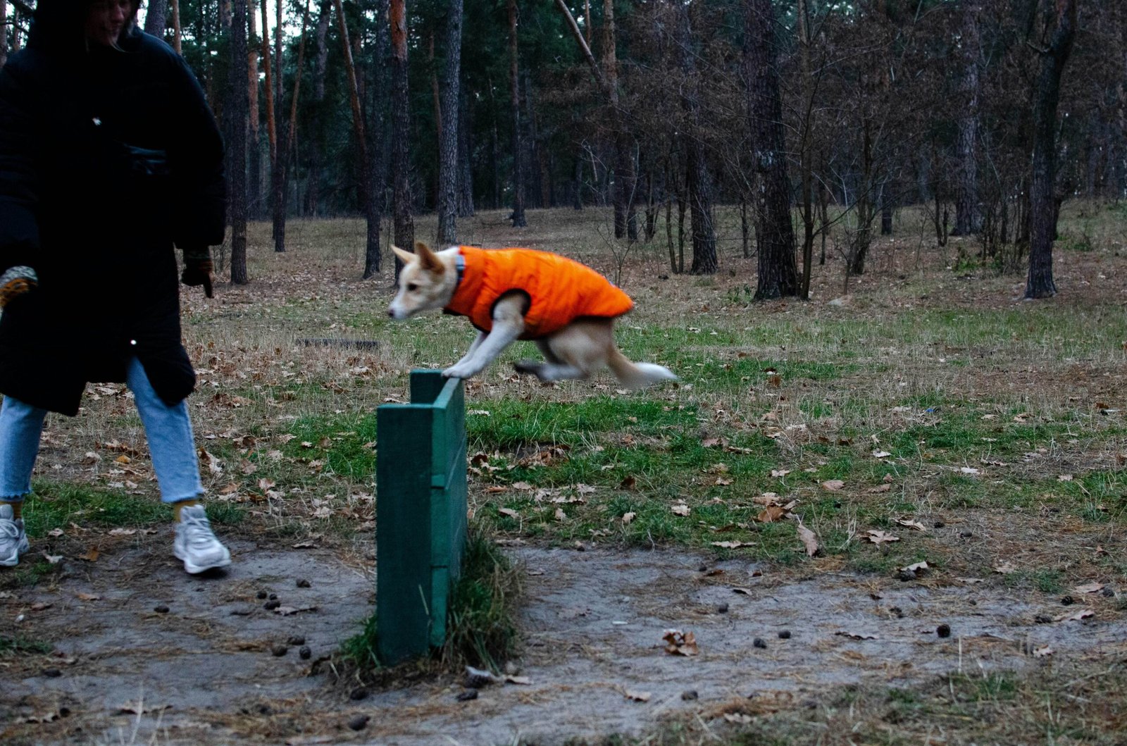 Bordetella Oral Vaccine for Dogs: Best 7 Expert Tips!