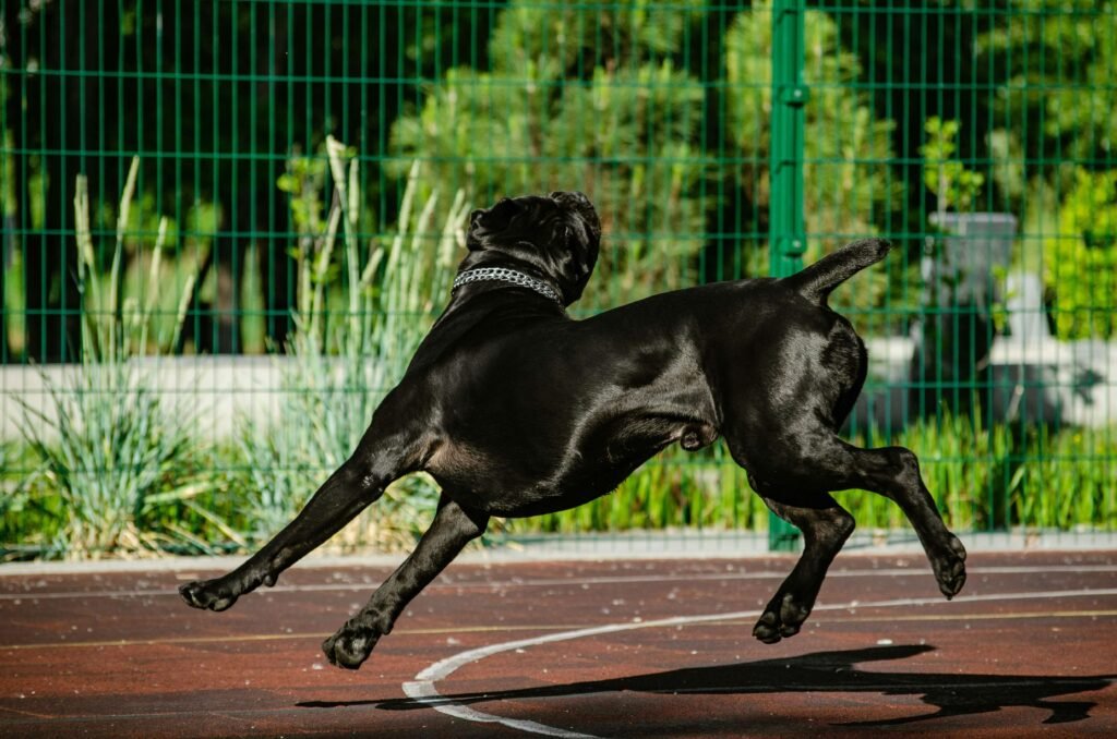 The Majestic Black Boxer Dog: Best 7 Expert Tips!