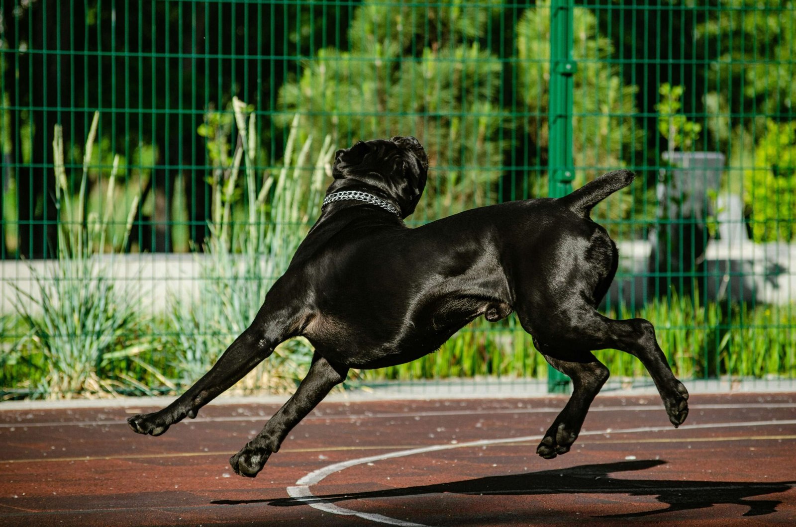 The Majestic Black Boxer Dog: Best 7 Expert Tips!