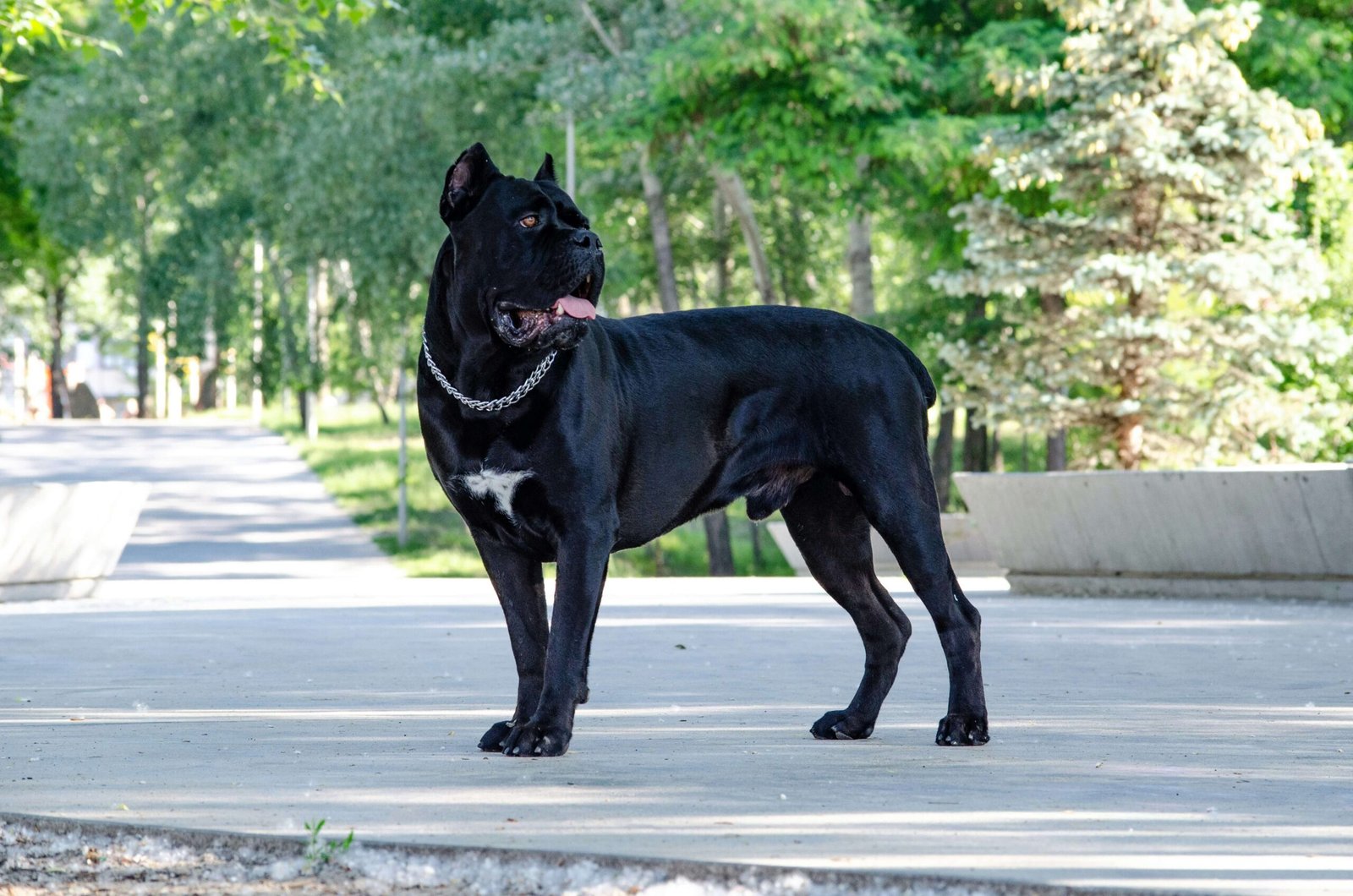 Can I Give My Dog Imodium? Best 7 Expert Tips!