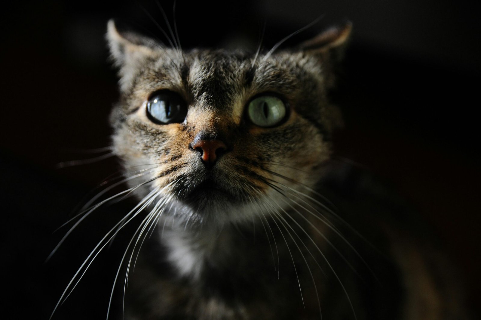 Why Does My Cat Meow in the Litter Box? Best 7 Tips!