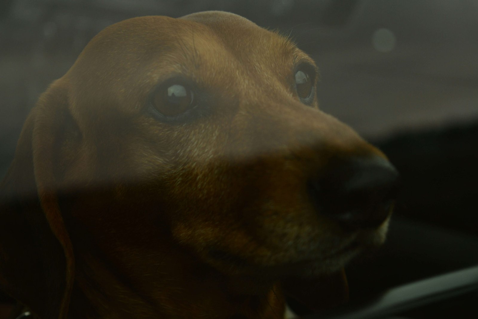 Why Wont My Dog Stop Panting? Best 7 Expert Tips!