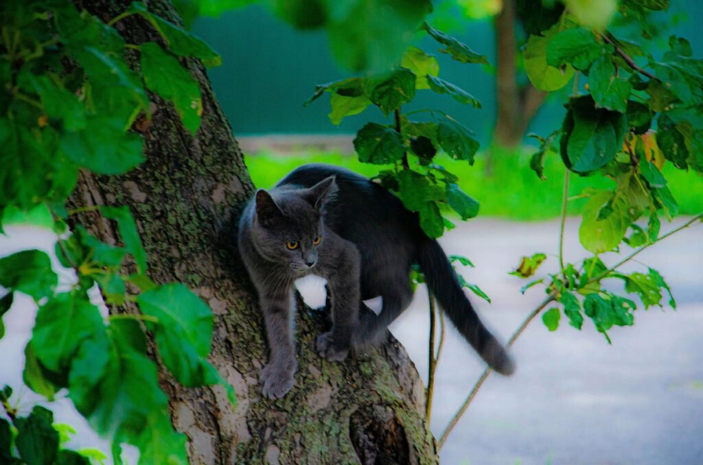 Understanding the Cost of Spaying Your Cat: Best 7 Tips!