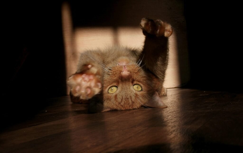 Discover the Charm of Mexican Cat Names: Best 7 Tips!
