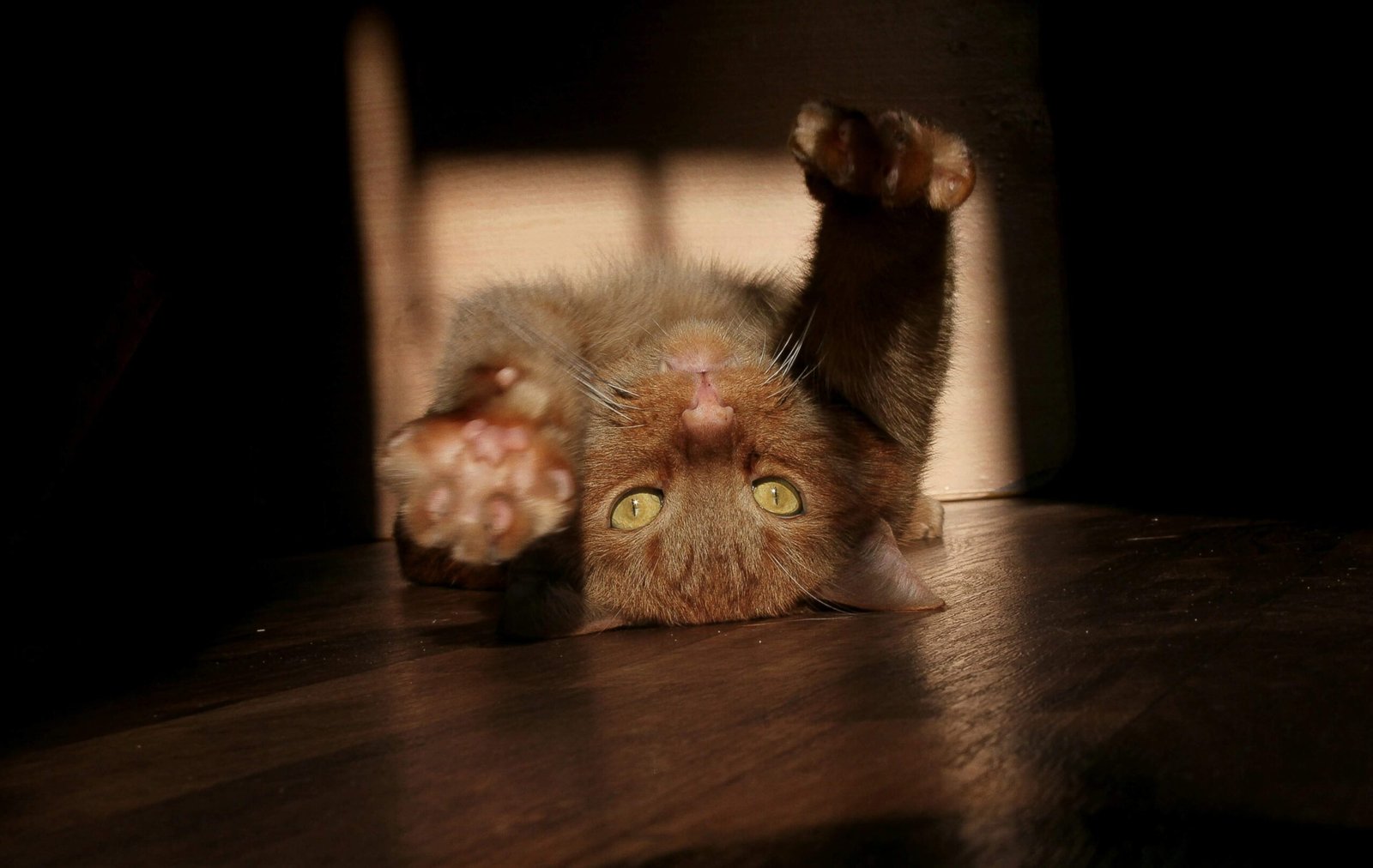 Discover the Charm of Mexican Cat Names: Best 7 Tips!