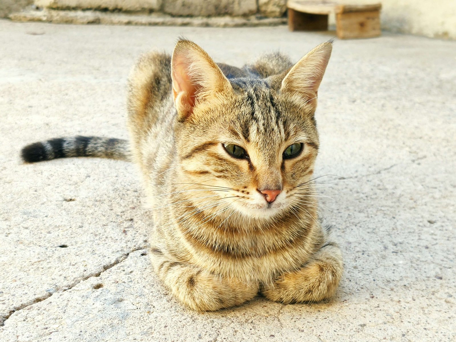 The Enchanting World of Caliby Cats: Best 7 Expert Tips!