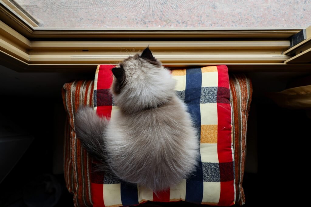 Himalayan Cat Colors: Best 7 Expert Tips!