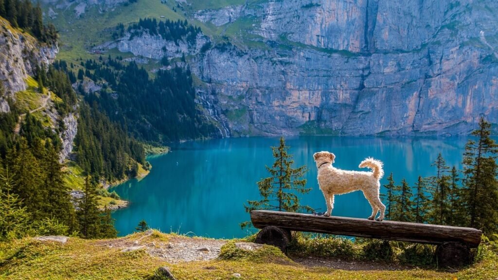 How to Train a Rescue Dog: Best 7 Expert Tips!