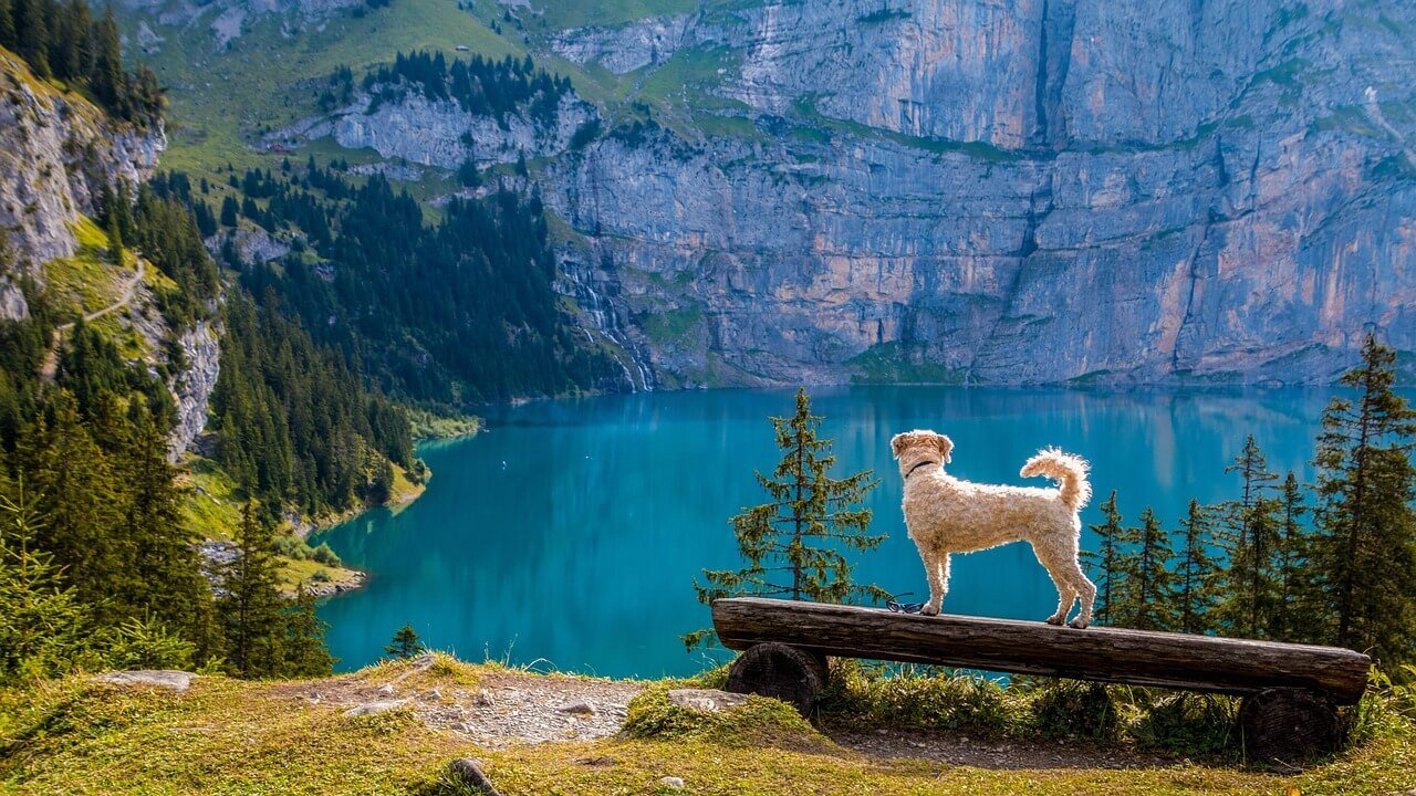 How to Train a Rescue Dog: Best 7 Expert Tips!