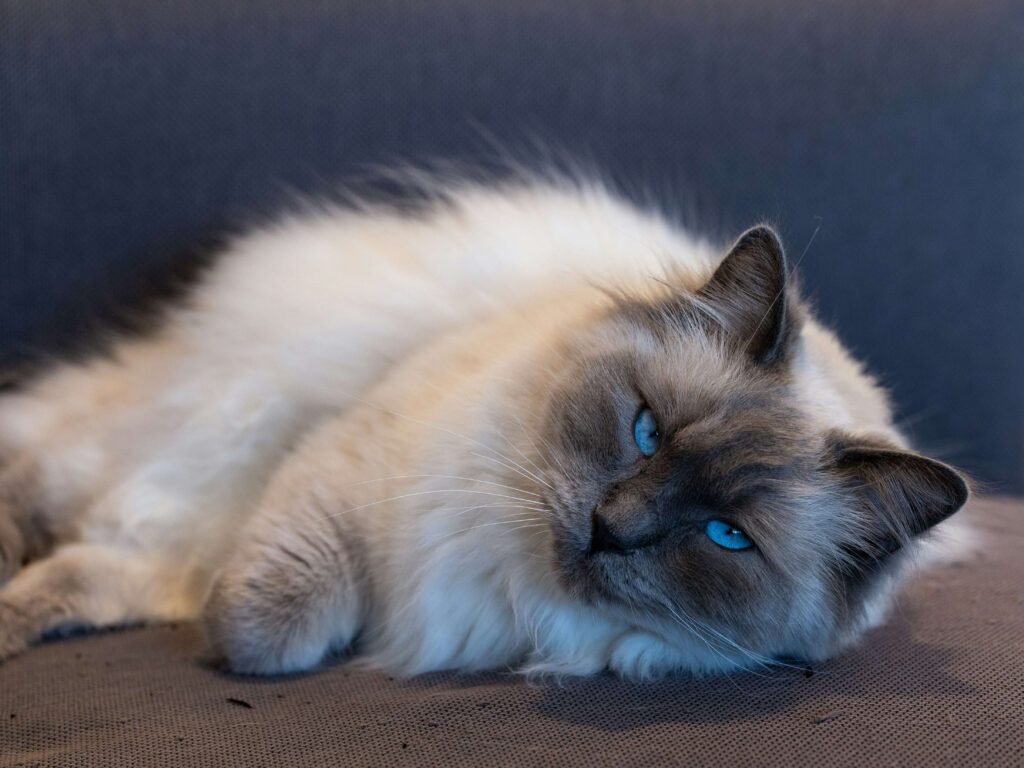 Why Does My Cat Keep Peeing in the Same Spot? Best 7 Tips!