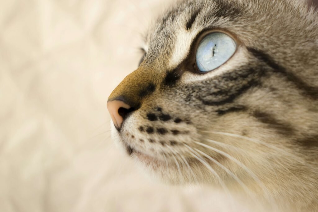 Why Would a Cat Pee on You? Best 7 Expert Tips!