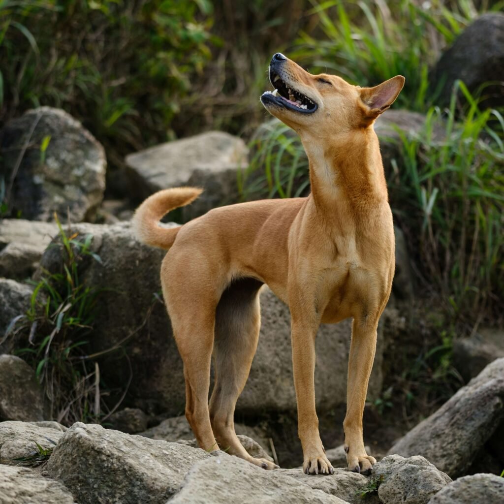 Chinook Dog Price: Best 7 Expert Tips!
