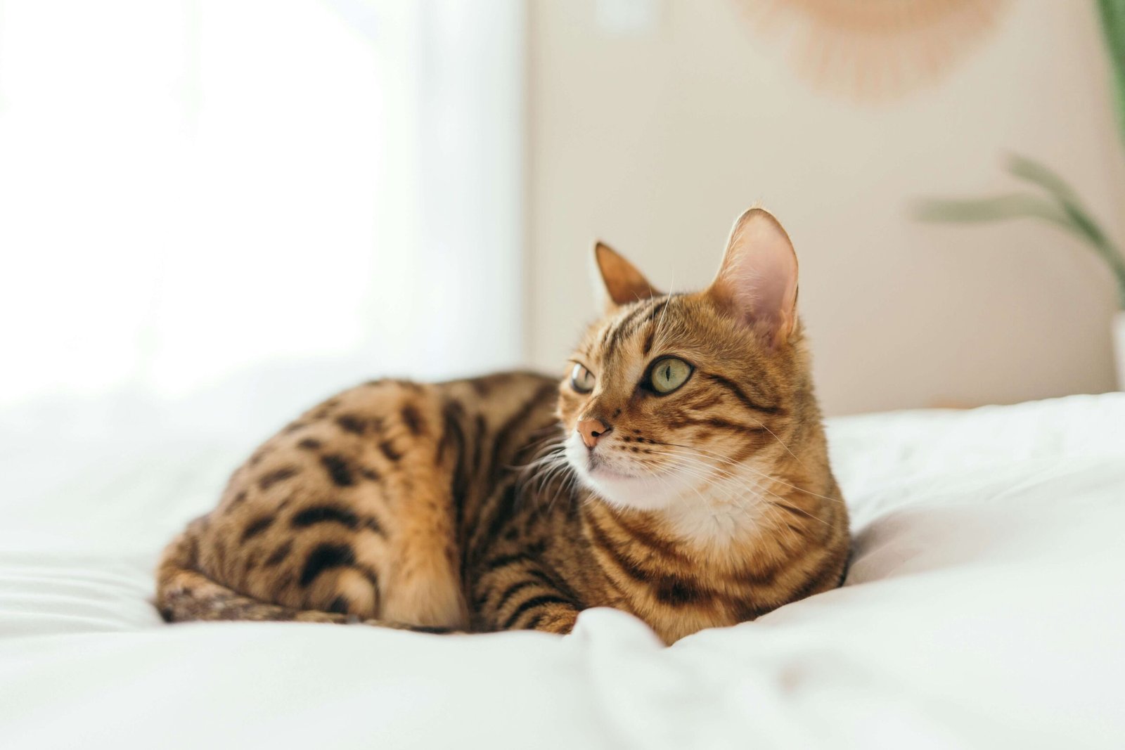 The Fascinating World of Cat Eating Habits: Best 7 Tips!