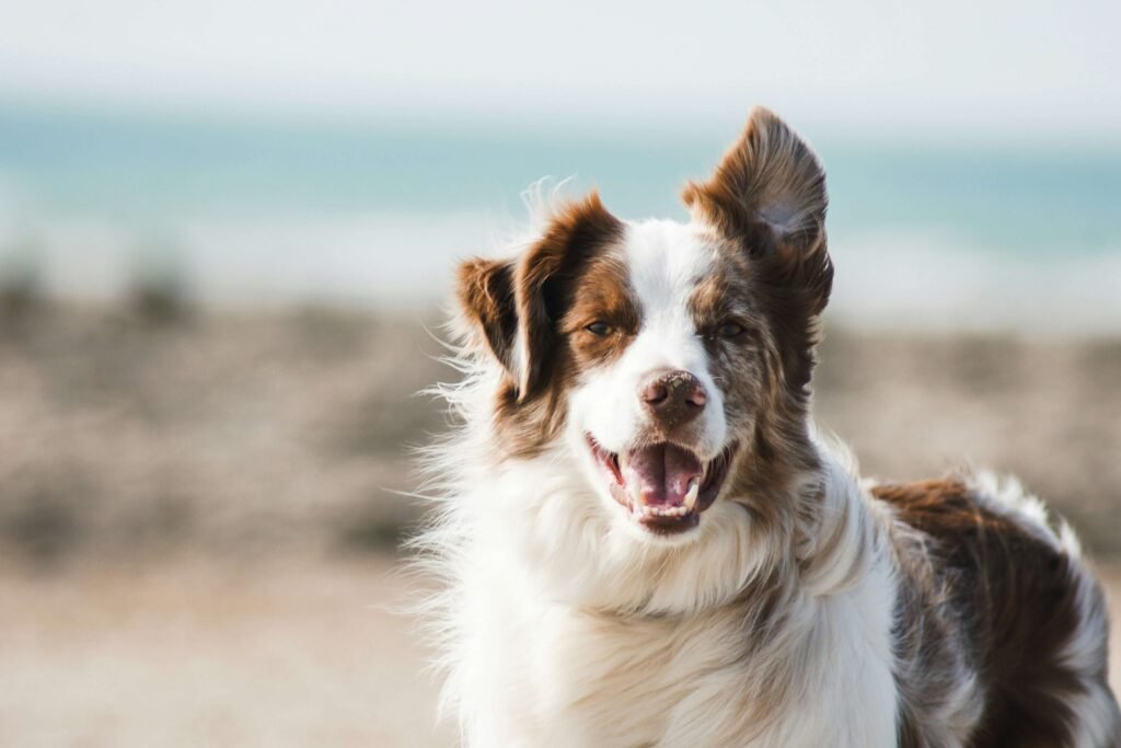 Why Does My Dogs Hair Stand Up? Best 7 Expert Tips!