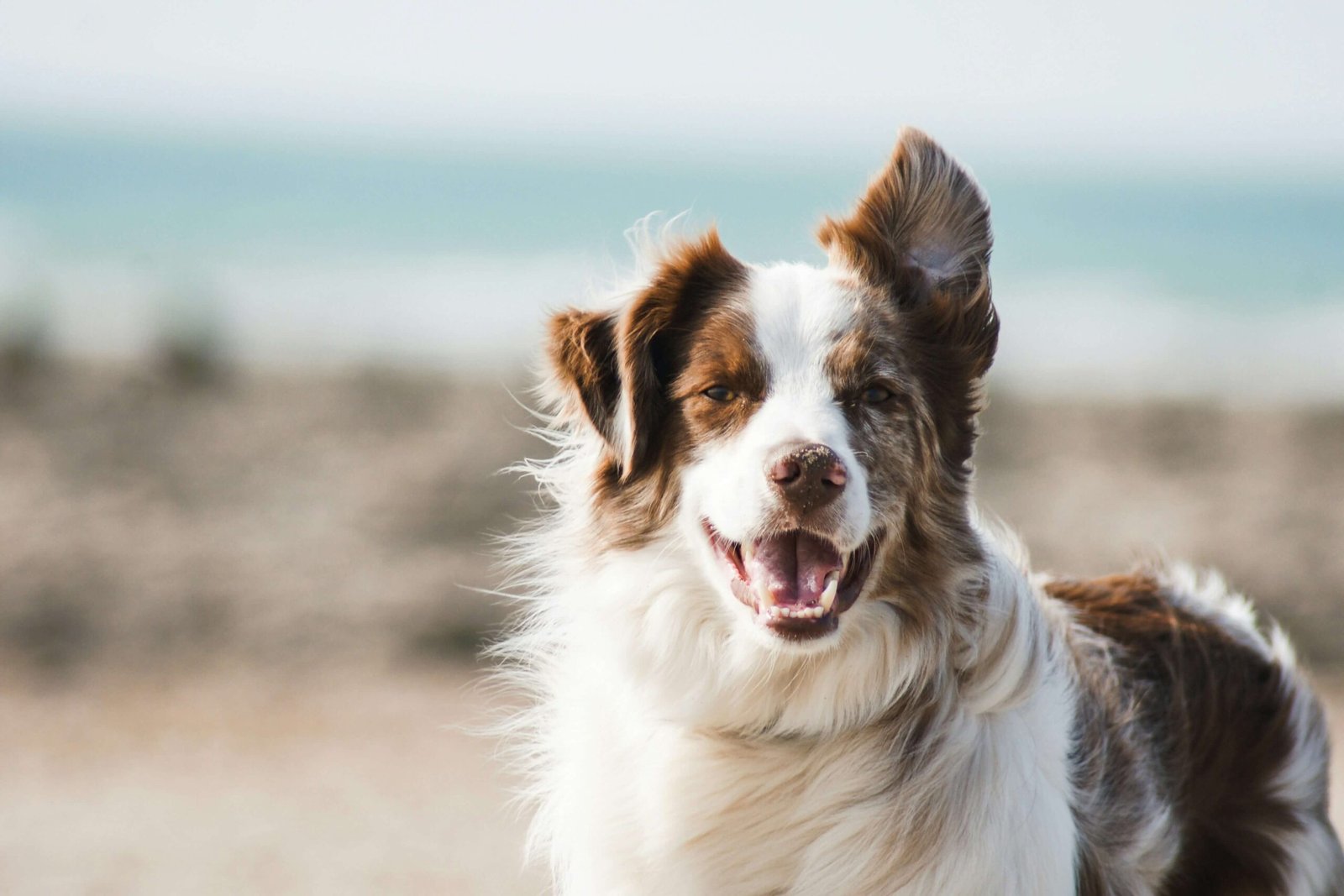 Why Does My Dogs Hair Stand Up? Best 7 Expert Tips!