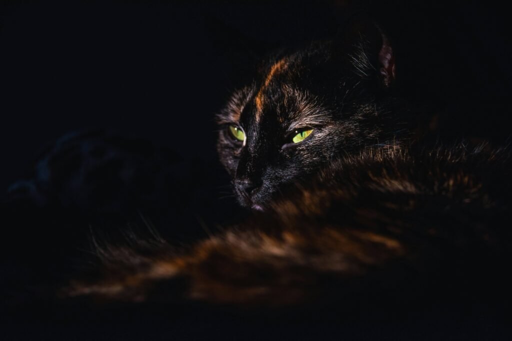 How to Cat-Proof Your Balcony: Best 7 Expert Tips!