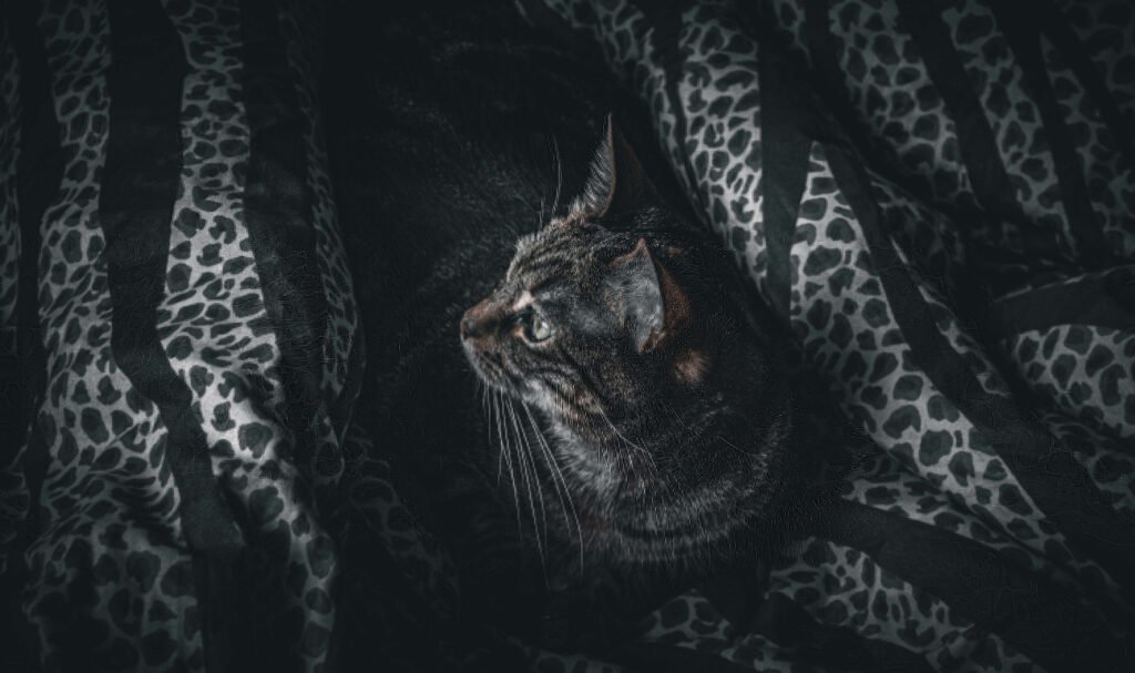 How to Swaddle a Cat: Best 7 Care Tips!