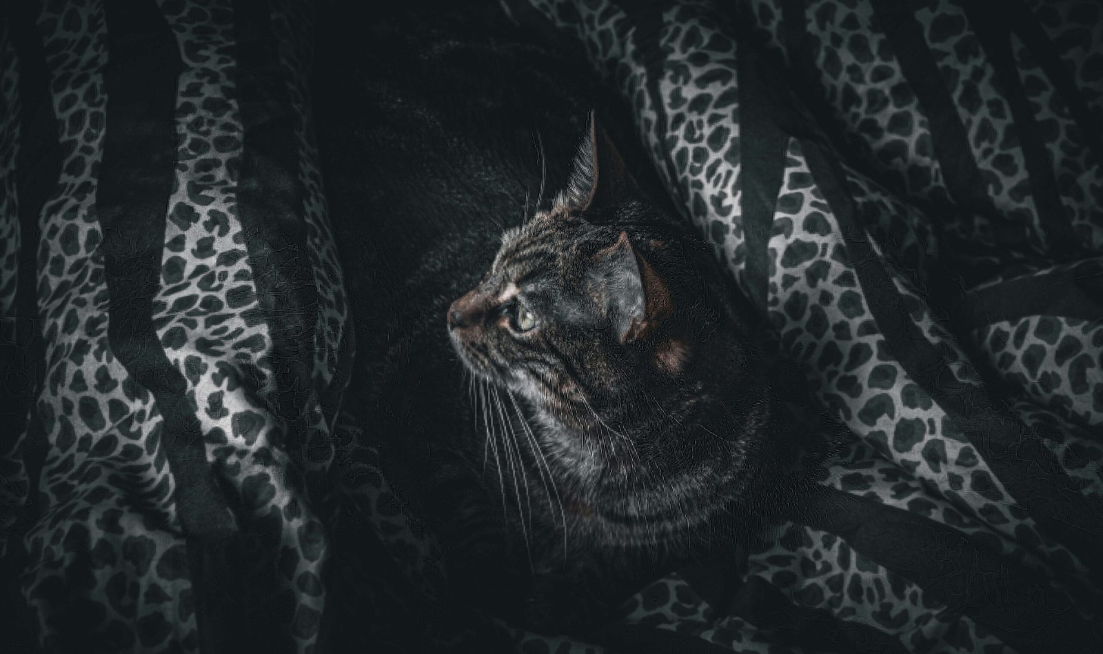 How to Swaddle a Cat: Best 7 Care Tips!