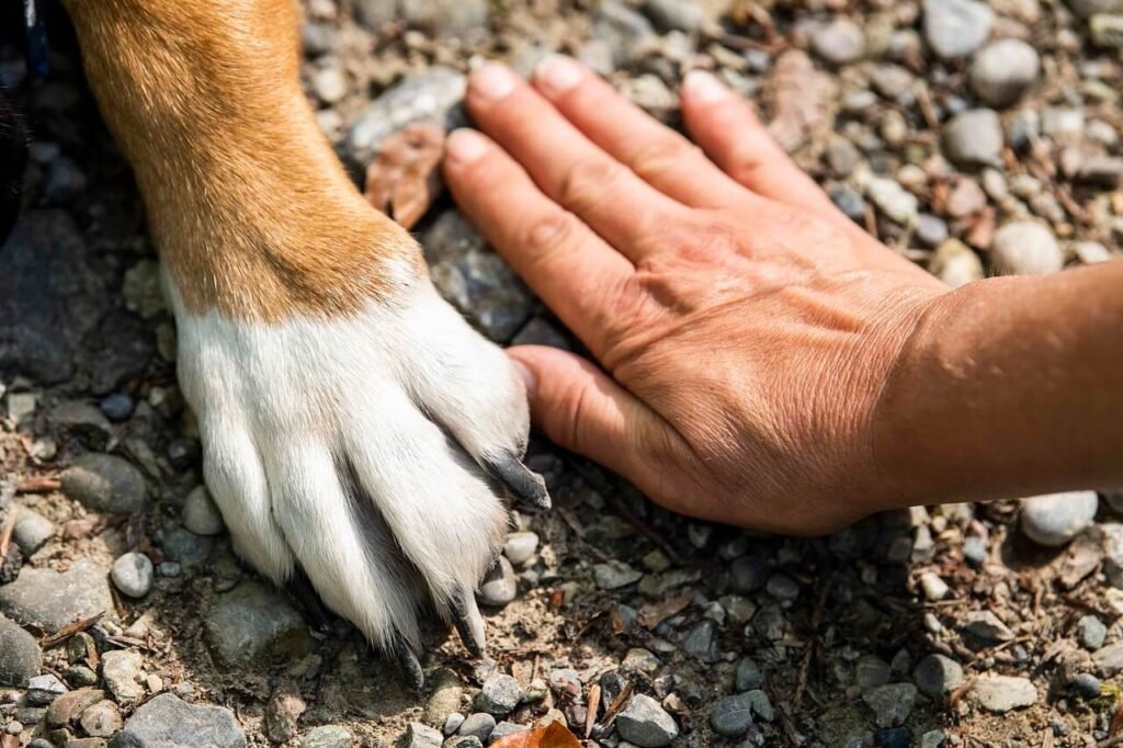Dog Nail Cut Too Short Healing Time: Best 7 Care Tips!