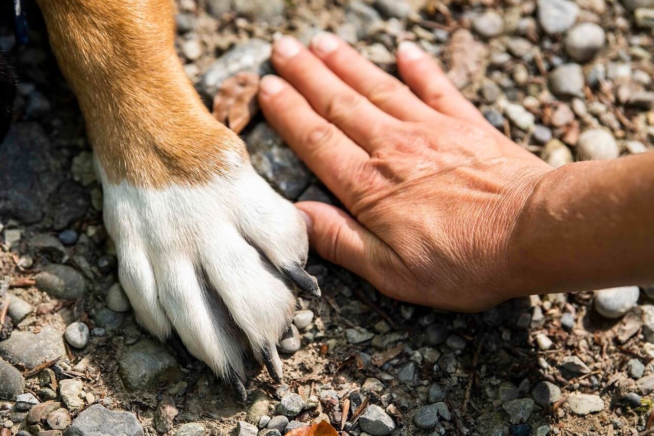 Dog Nail Cut Too Short Healing Time: Best 7 Care Tips!