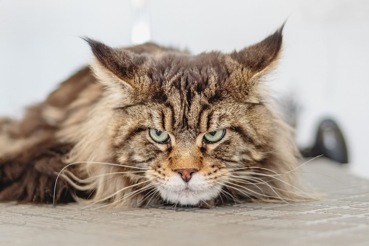 Understanding Egg Powder for Cat Allergies: Best 7 Tips!